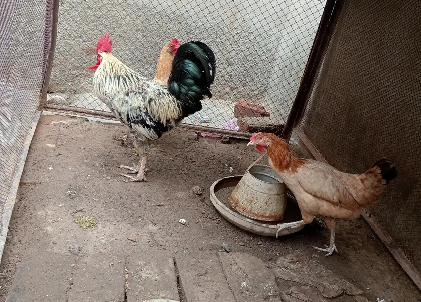 1 Male + 2 Female Hens for Sale — photo 3