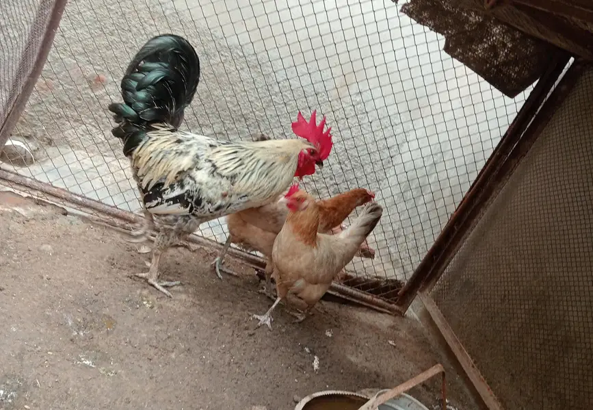 1 Male + 2 Female Hens for Sale — photo 4