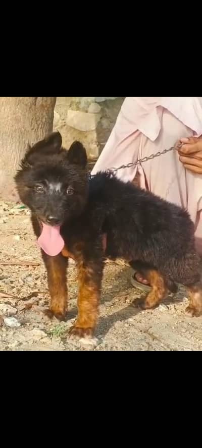 German shepherd puppy male For sale