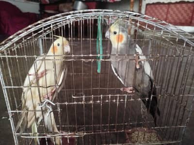 parrot for sell