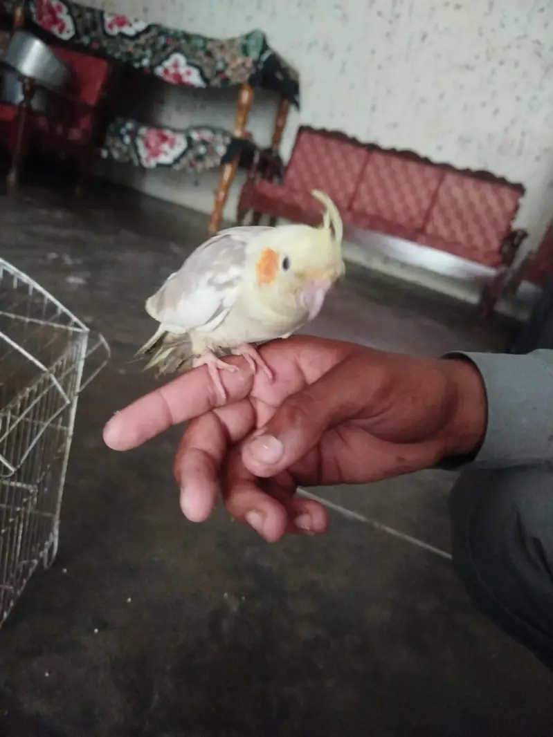 parrot for sell — photo 2