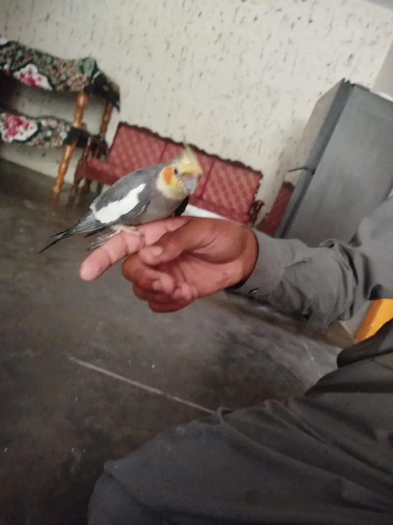 parrot for sell — photo 3