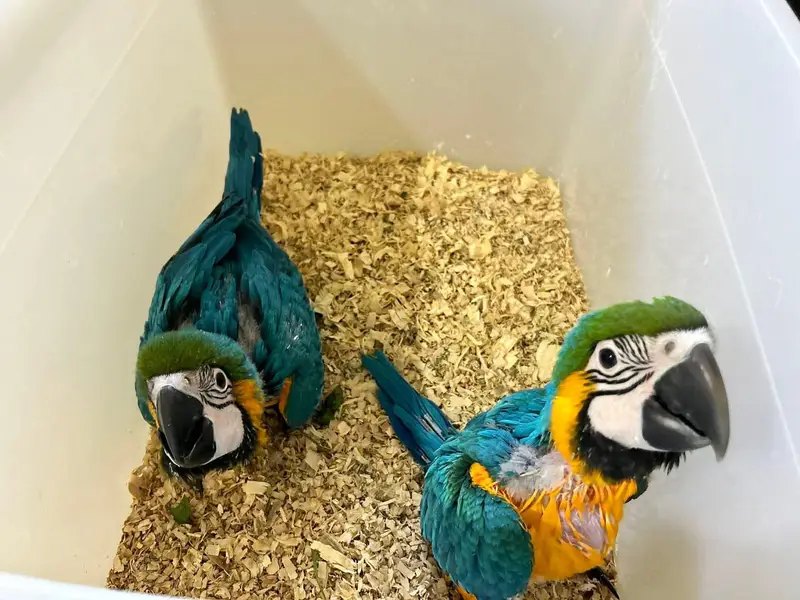 blue Macau parrot chicks for sale 0370/7110/419 — photo 3