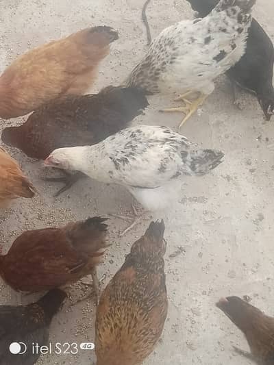 hen-age 3.5 month total piece 50 avaiable per piece femle 800 male 700