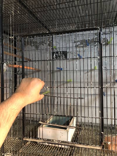 2in1 Cages & Breeding Boxes for lovebirds