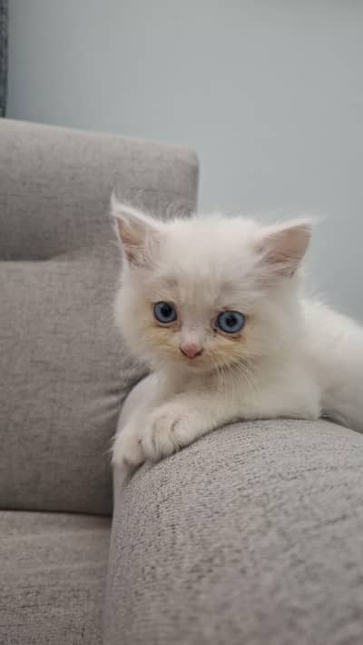 *Persian Male Kitten*