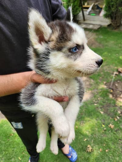 Siberian husky