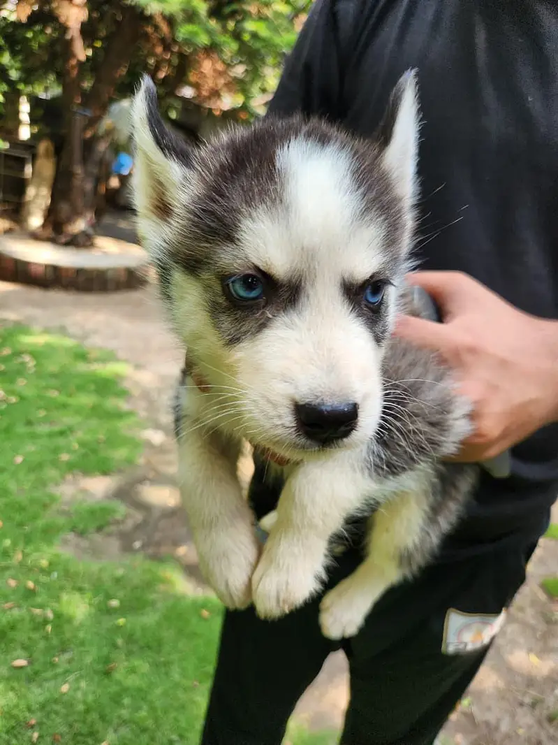 Siberian husky — photo 2