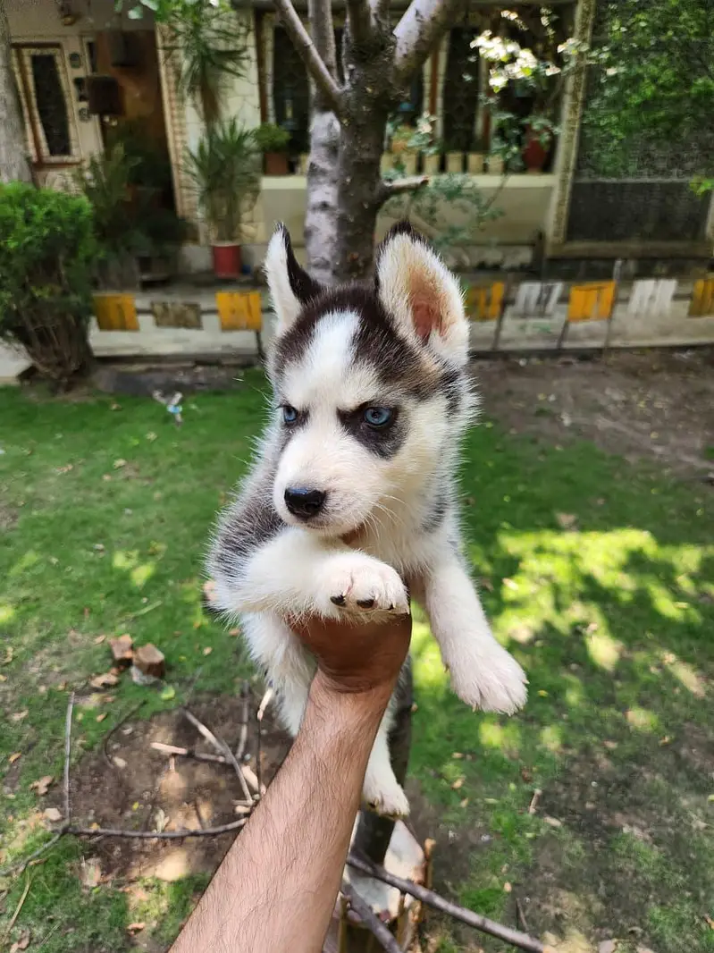 Siberian husky — photo 3