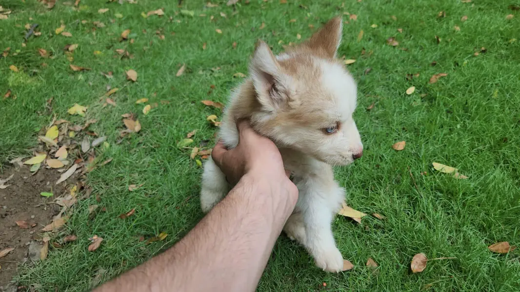 Siberian husky — photo 4