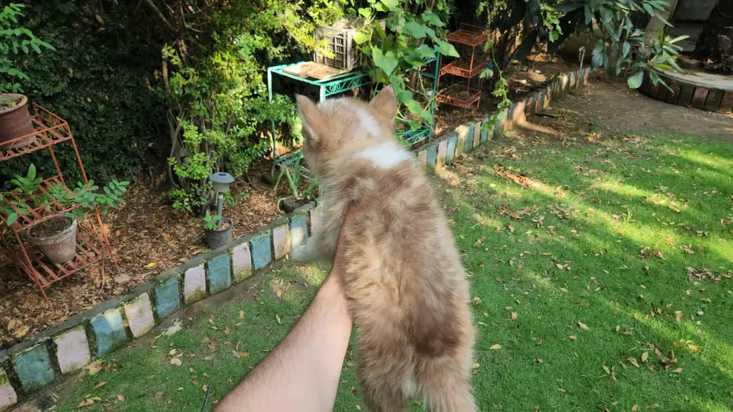 Siberian husky — photo 5