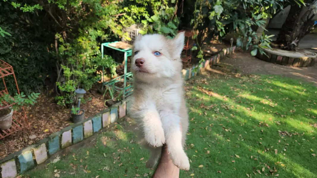 Siberian husky — photo 6