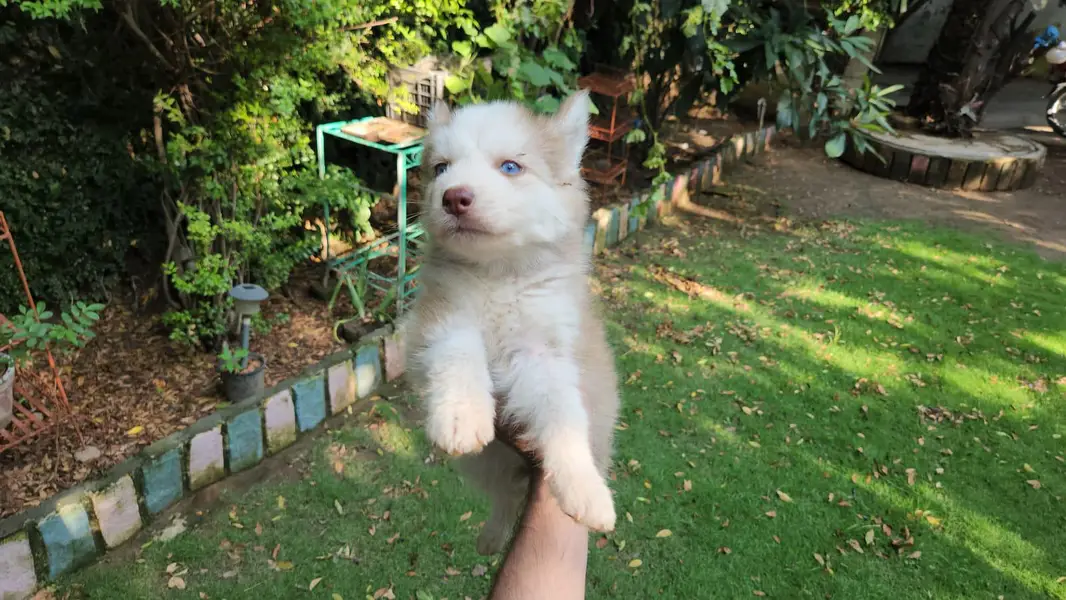 Siberian husky — photo 7