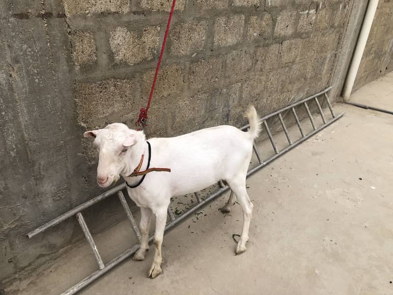 Gulabi tedda 0