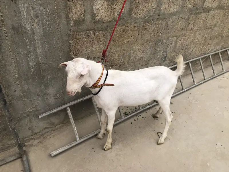 Gulabi tedda — photo 2
