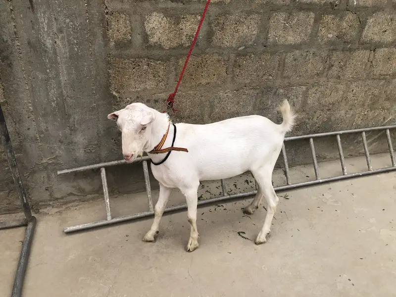 Gulabi tedda — photo 3