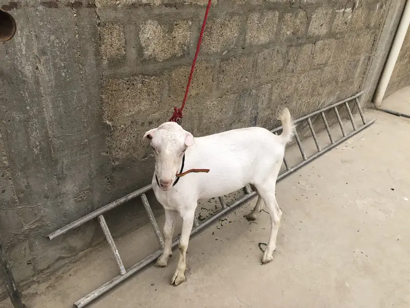 Gulabi tedda — photo 4