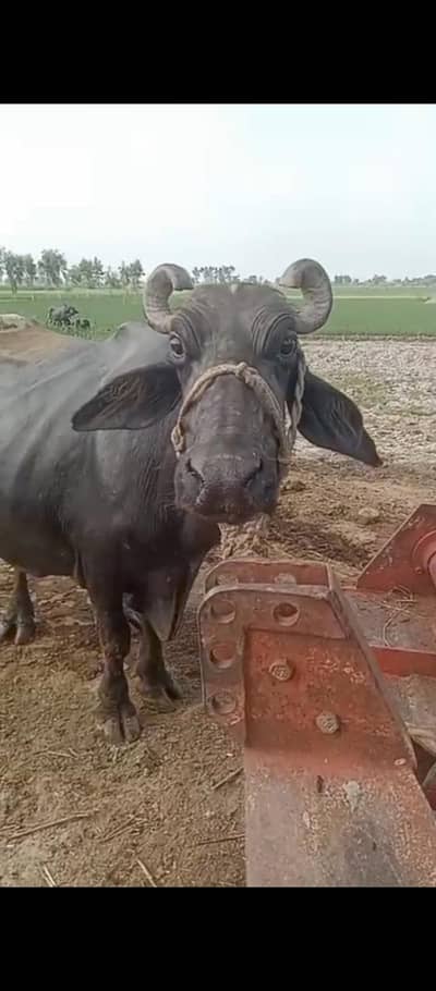 بھینس برائے فروخت 10 واں سواء