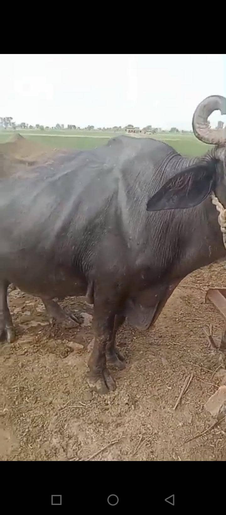 بھینس برائے فروخت 10 واں سواء 1