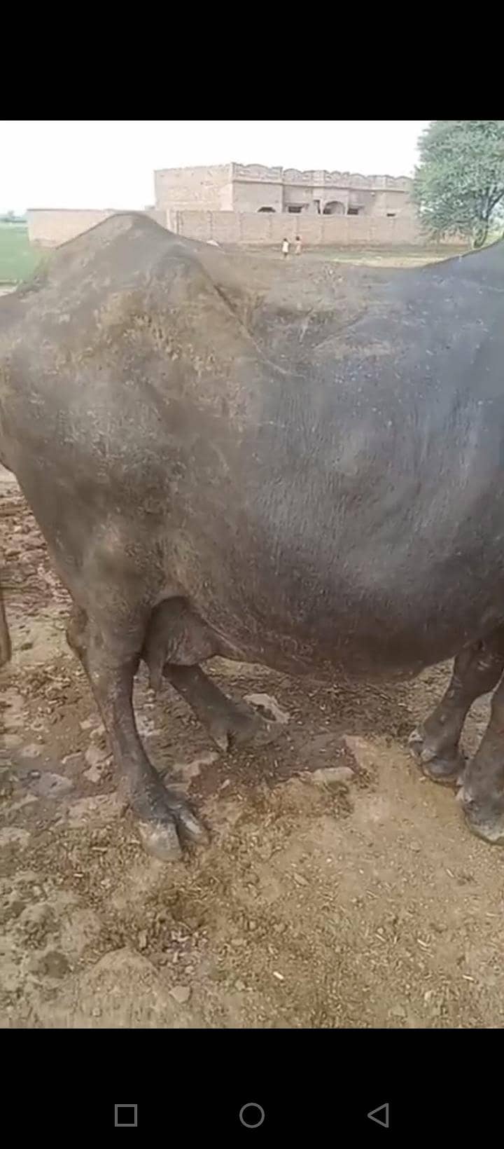 بھینس برائے فروخت 10 واں سواء 2