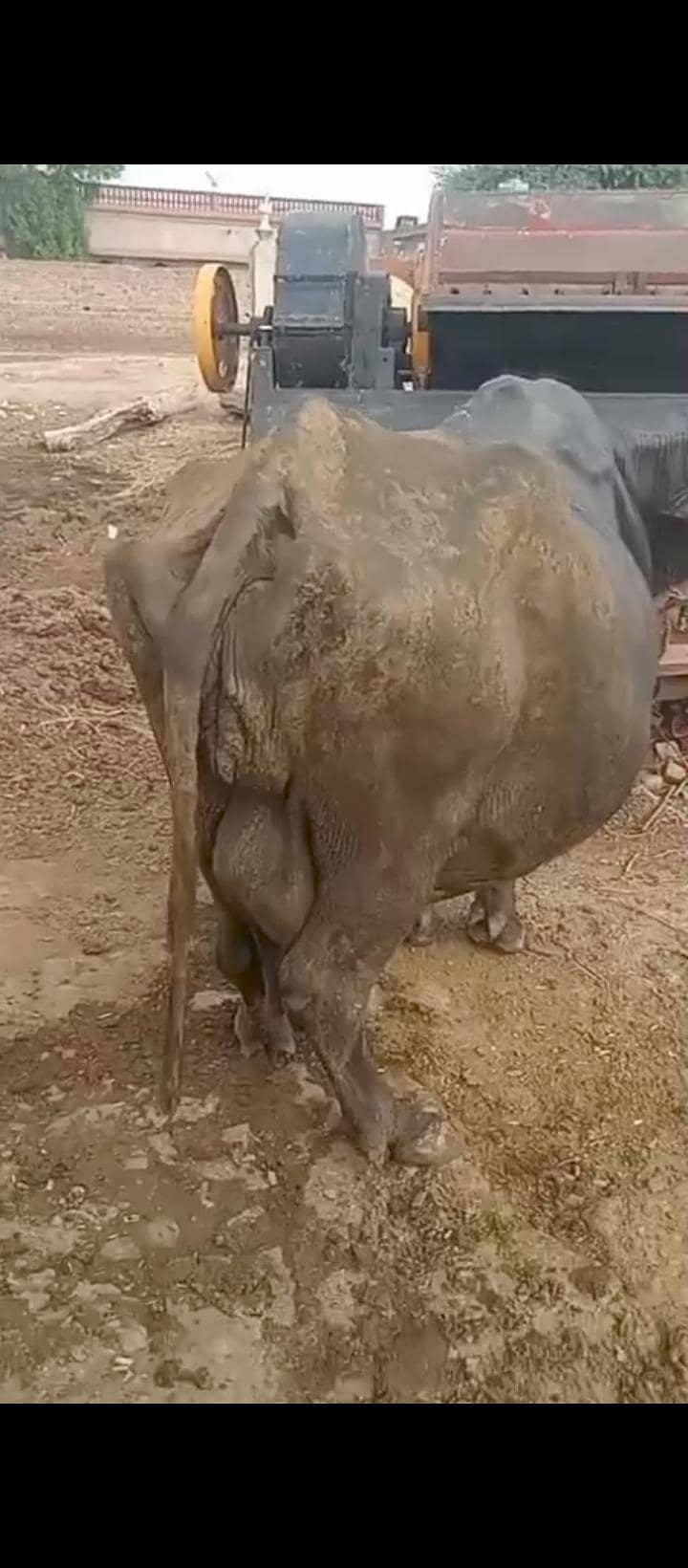 بھینس برائے فروخت 10 واں سواء 3