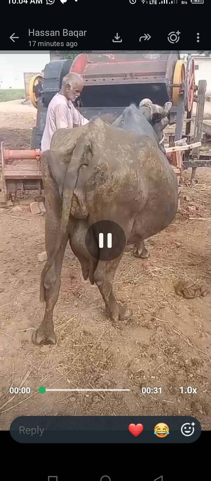 بھینس برائے فروخت 10 واں سواء 4