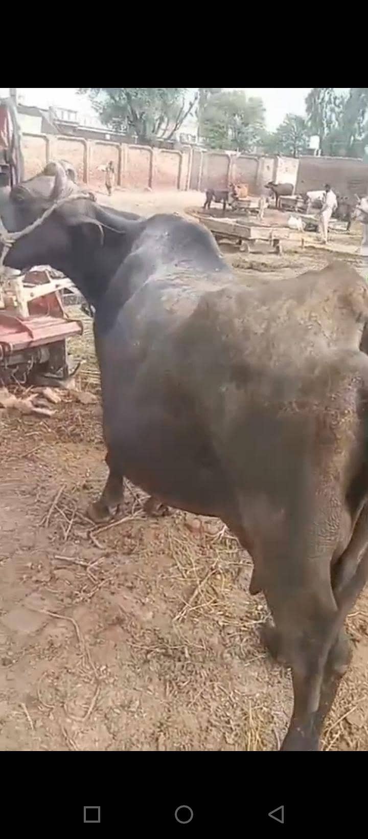 بھینس برائے فروخت 10 واں سواء 5