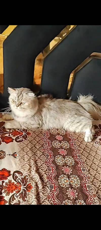 parsian cat