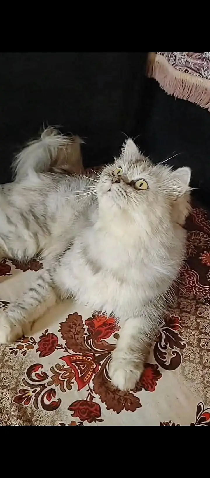 parsian cat — photo 2