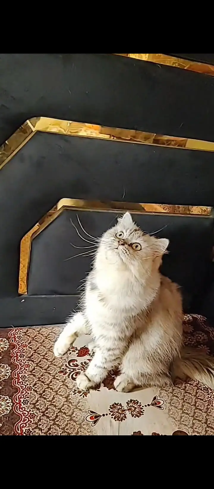 parsian cat — photo 3