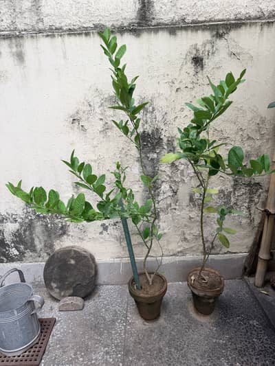 desi lemon plants
