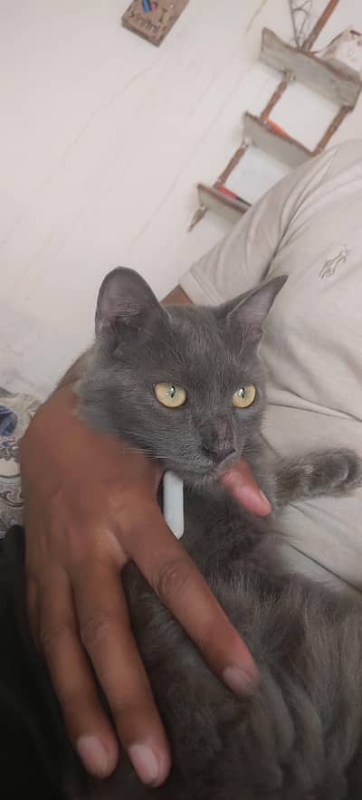 fashion cat beauty