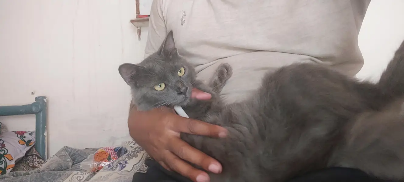 fashion cat beauty — photo 2