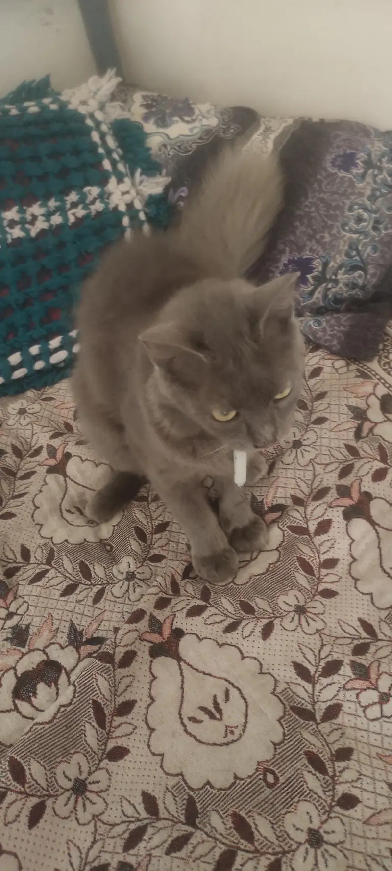 fashion cat beauty — photo 5