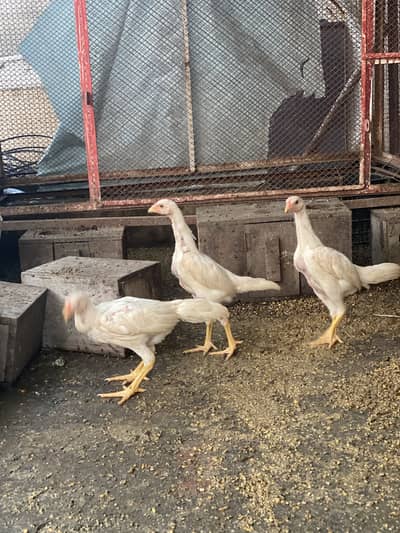 WHITE O SHAMO IMPORT QUALITY BIRDS