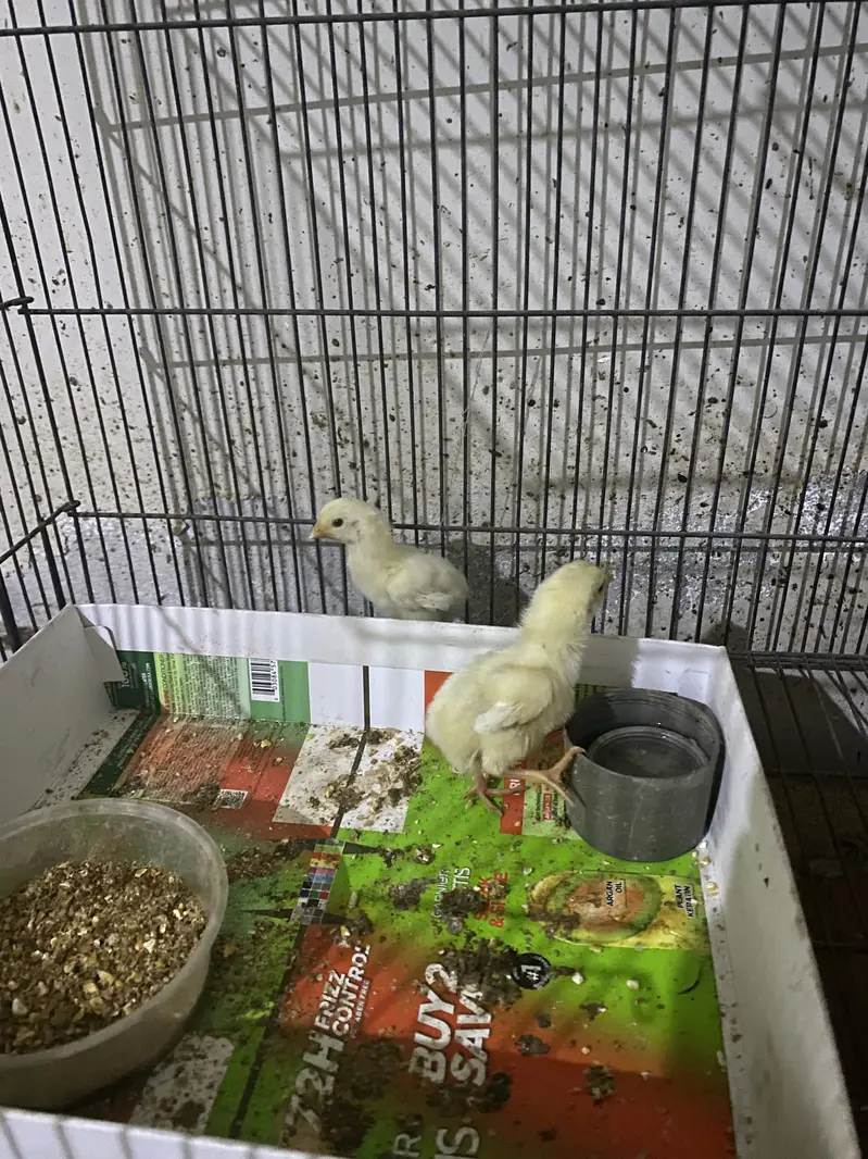 WHITE O SHAMO IMPORT QUALITY BIRDS — photo 2