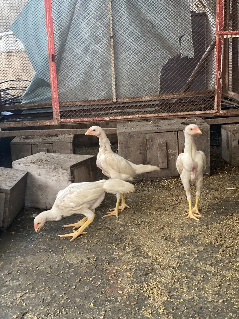 WHITE O SHAMO IMPORT QUALITY BIRDS — photo 3