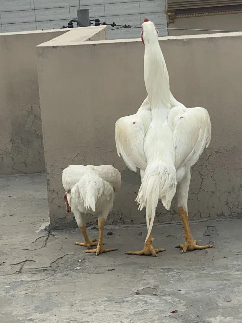 WHITE O SHAMO IMPORT QUALITY BIRDS — photo 4
