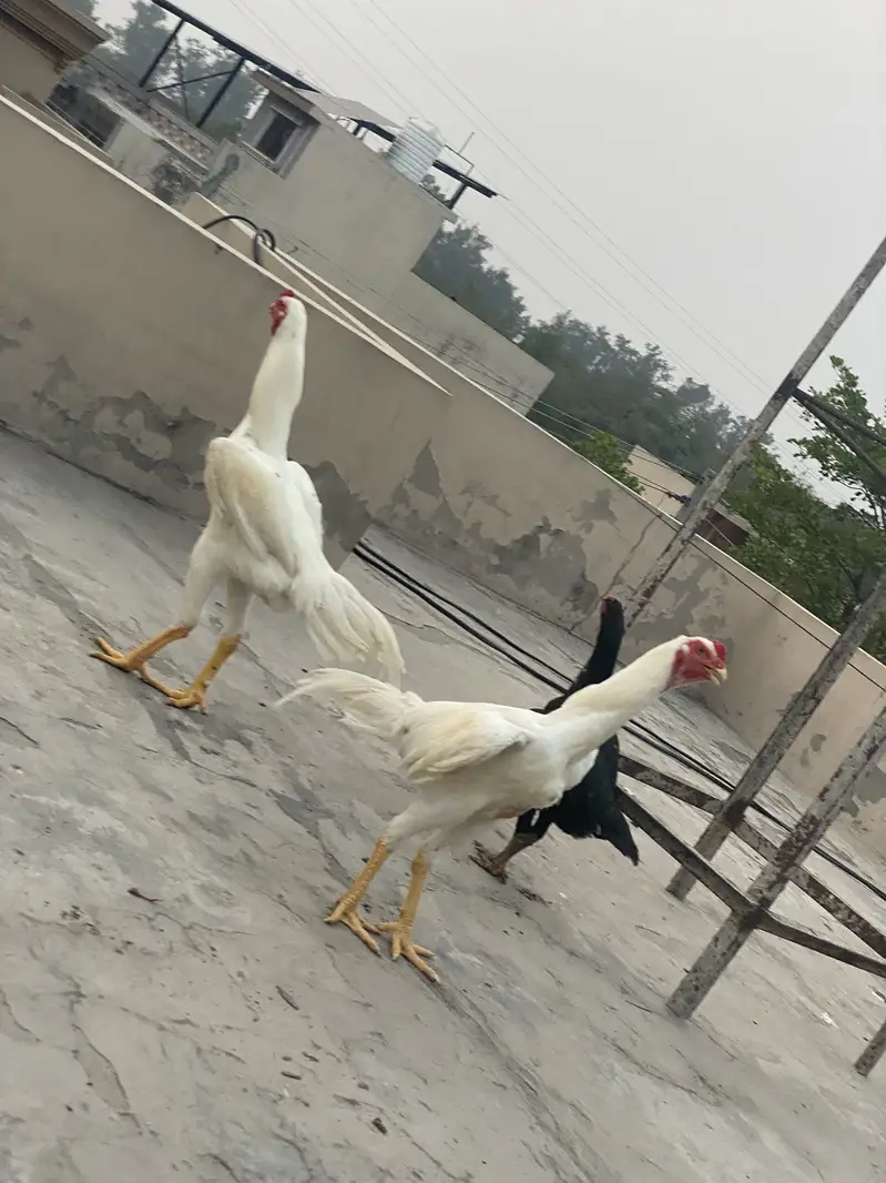 WHITE O SHAMO IMPORT QUALITY BIRDS — photo 5