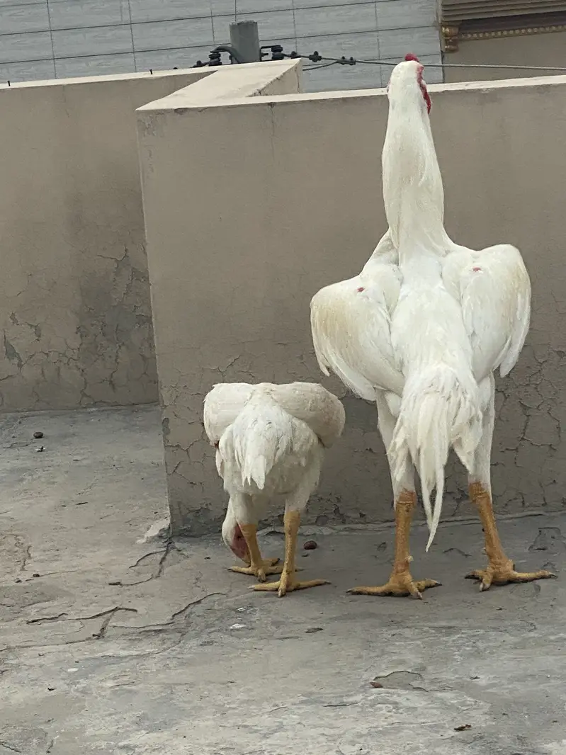 WHITE O SHAMO IMPORT QUALITY BIRDS — photo 6
