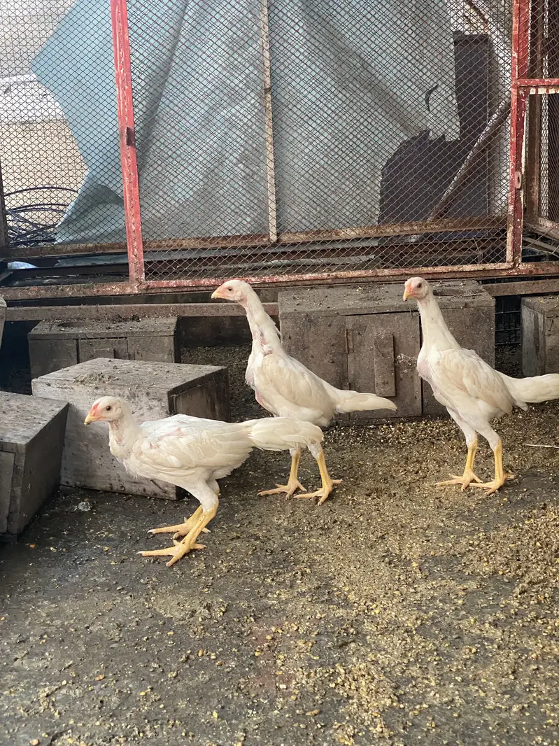 WHITE O SHAMO IMPORT QUALITY BIRDS — photo 7