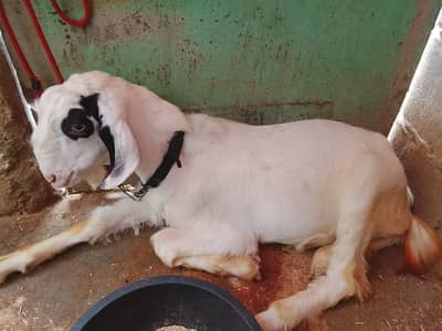 Bakra for argent sell in karachi