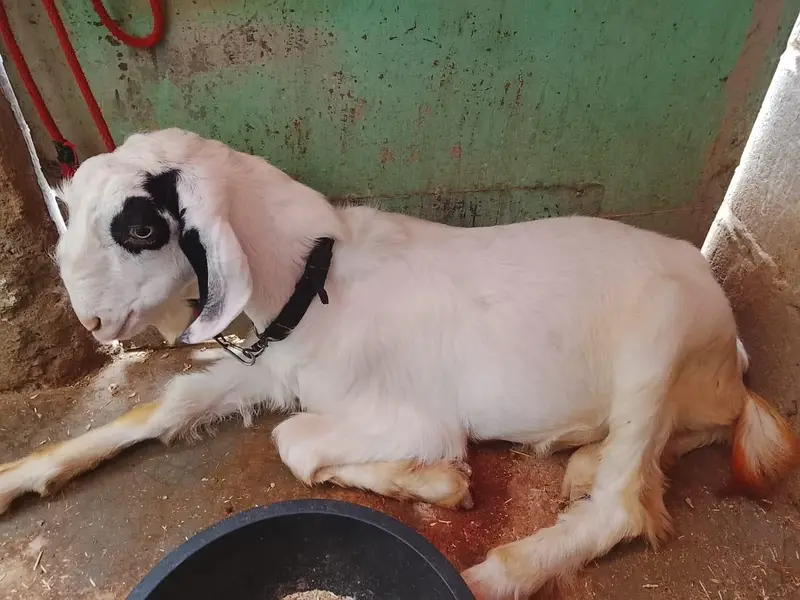Bakra for argent sell in karachi