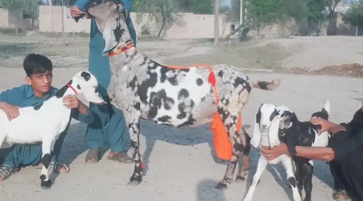3 bacchon wali bakri for sale call me_+03242213919 — photo 3
