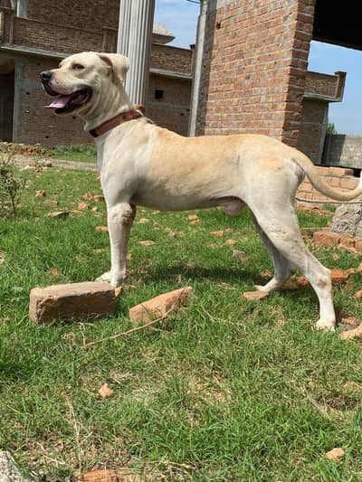Pitt bull bully dog cross  breed dog for sale best for security