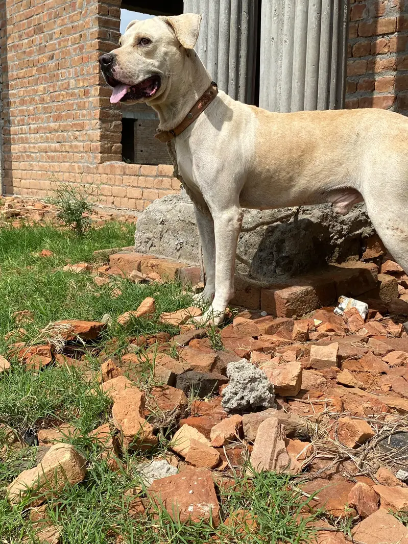 Pitt bull bully dog cross  breed dog for sale best for security — photo 2