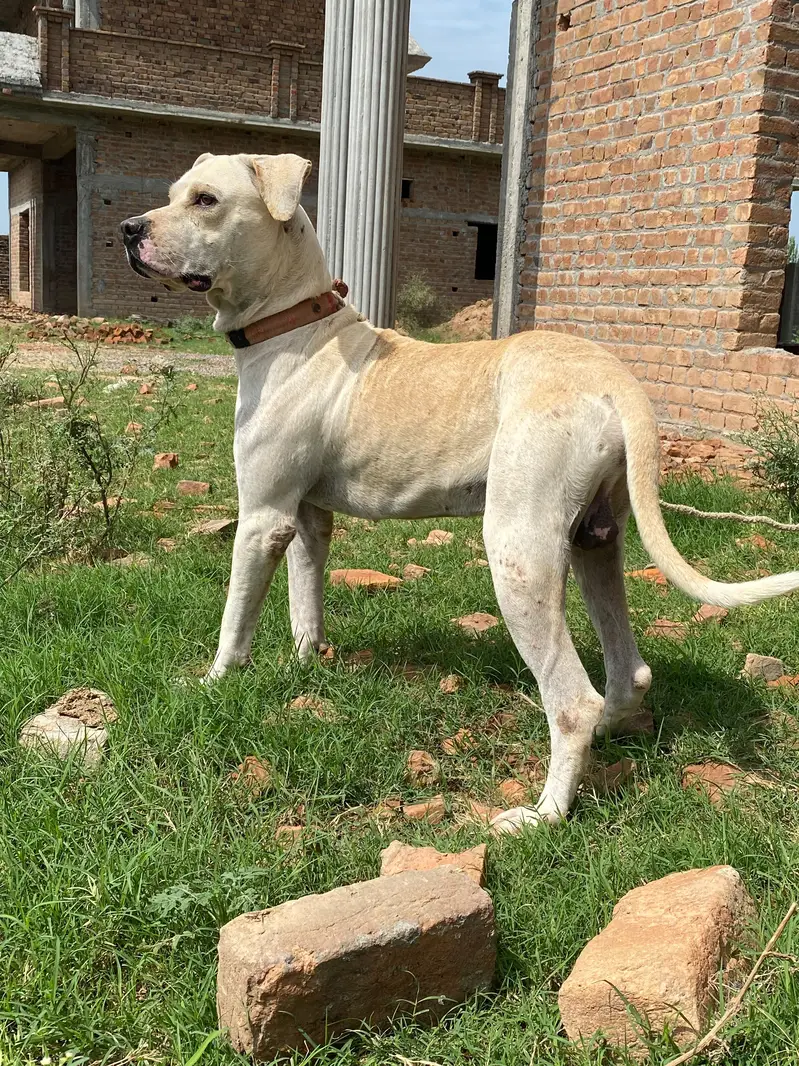 Pitt bull bully dog cross  breed dog for sale best for security — photo 3
