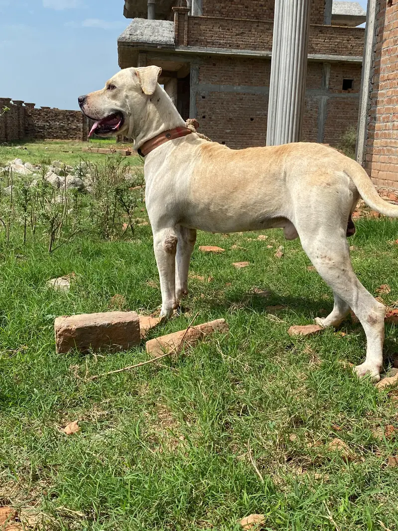 Pitt bull bully dog cross  breed dog for sale best for security — photo 4