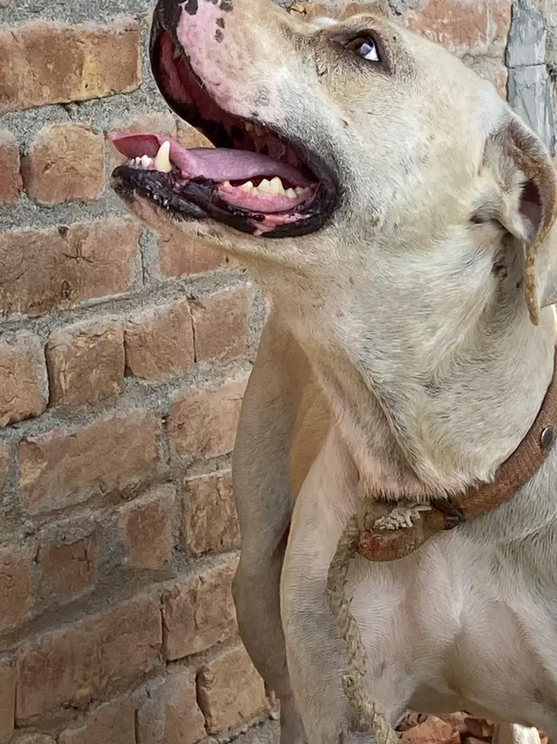 Pitt bull bully dog cross  breed dog for sale best for security — photo 5