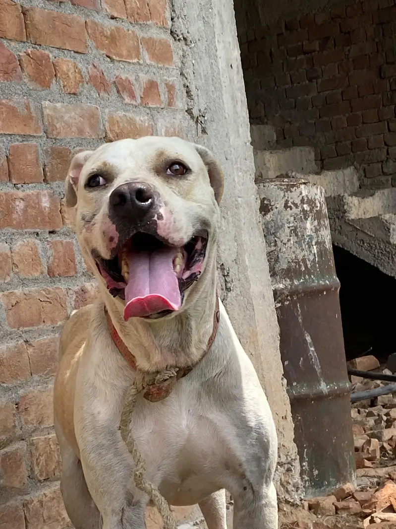 Pitt bull bully dog cross  breed dog for sale best for security — photo 6